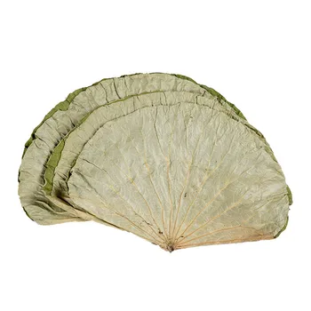 15pcs Vysoko kvalitné čisto prírodné sušené celé sušené lotus leaf 18-30 cm Surové farba